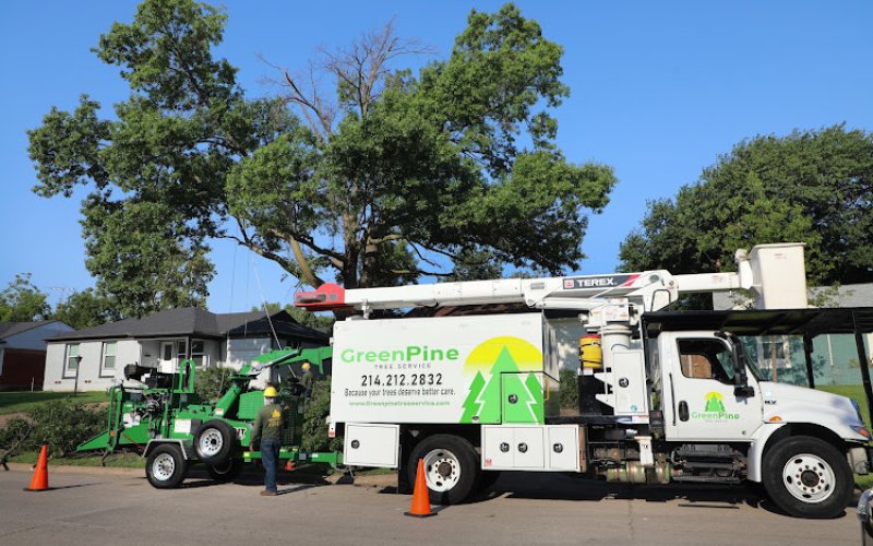 Green Pine Tree Services