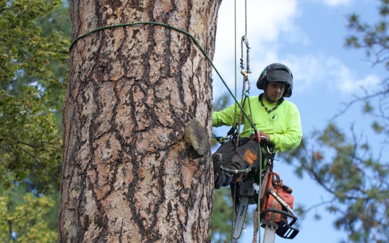 Urgent Tree Care
