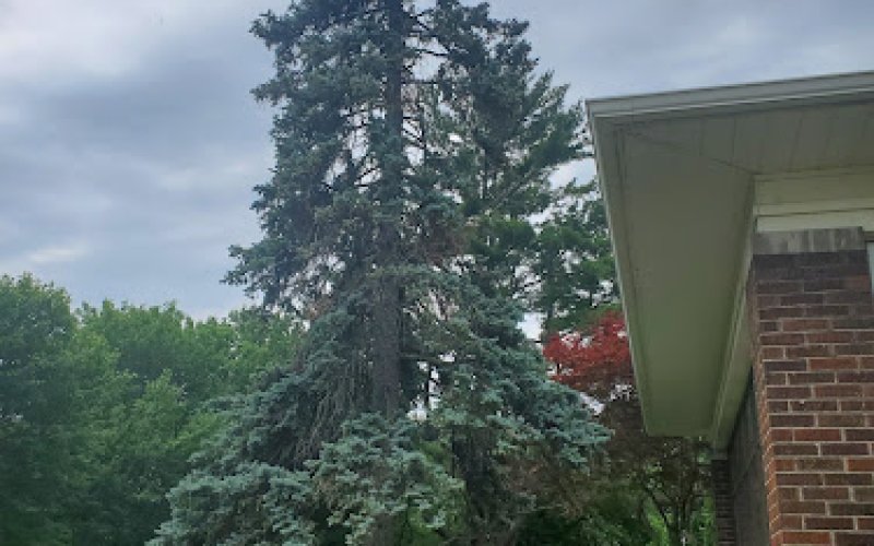 Arbor Pro Tree Service