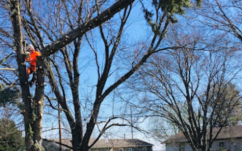 Lackeys Tree Service