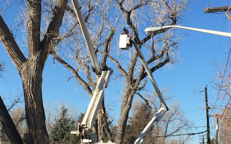 Colorado Tree Experts LLC