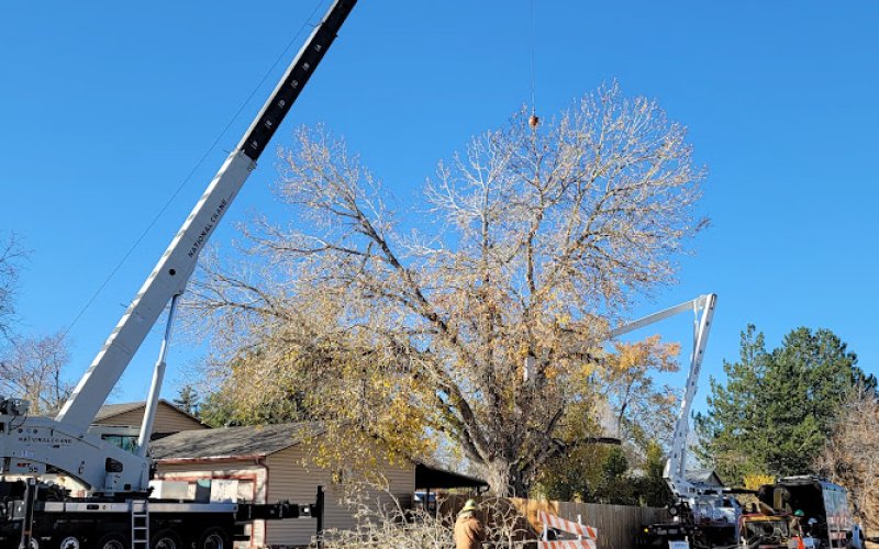 Environmental Tree Care LLC