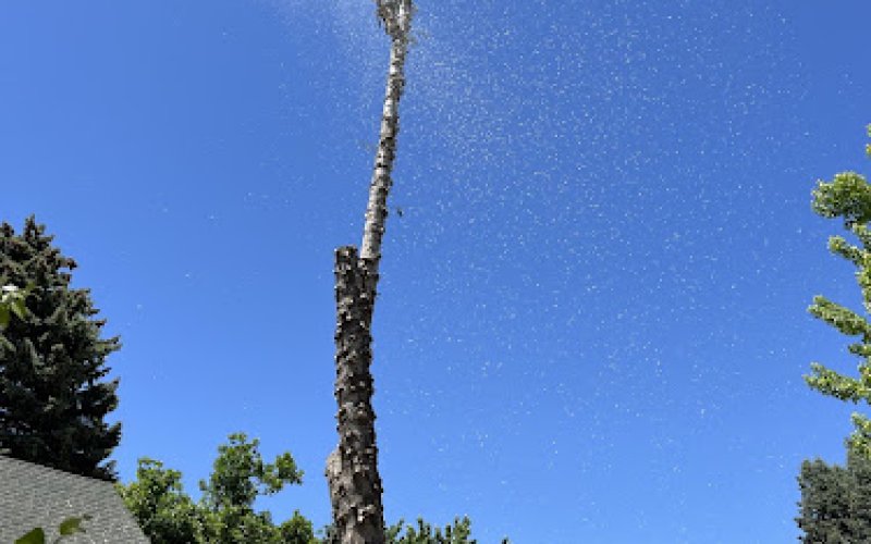 Natural Tree Care and Recycling