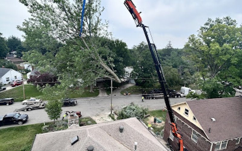 InfanTree Services LLC — Tree service in Des Moines