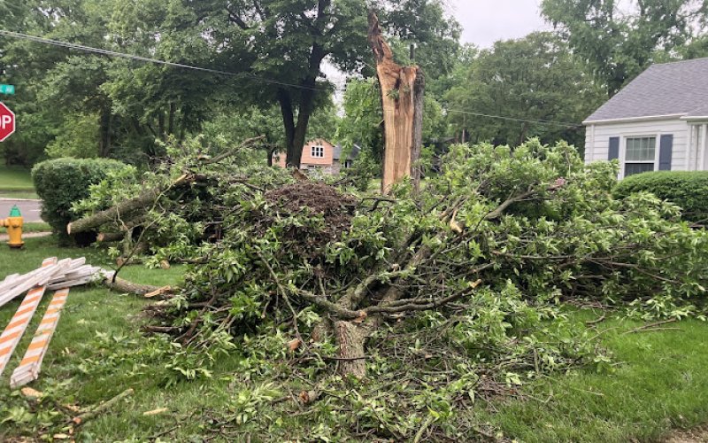 The Tree Service LLC — Tree service in Des Moines