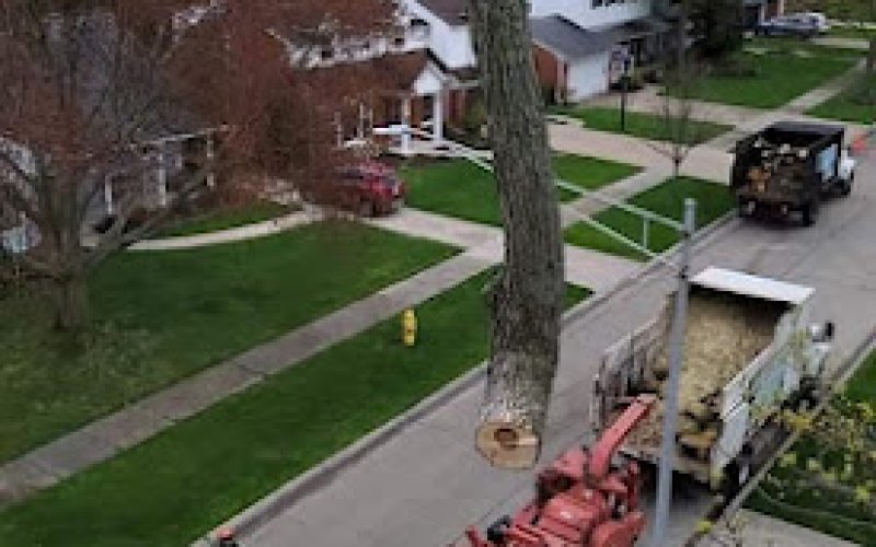 Amezola Tree Service