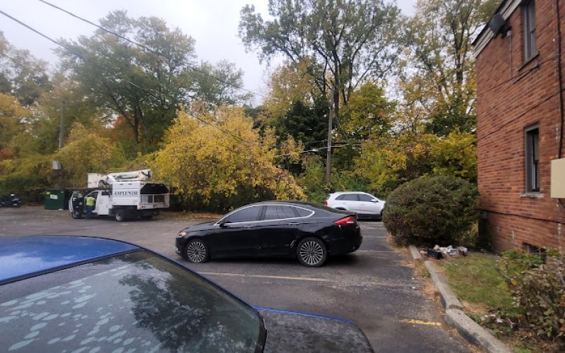 Clean Cut Tree Experts