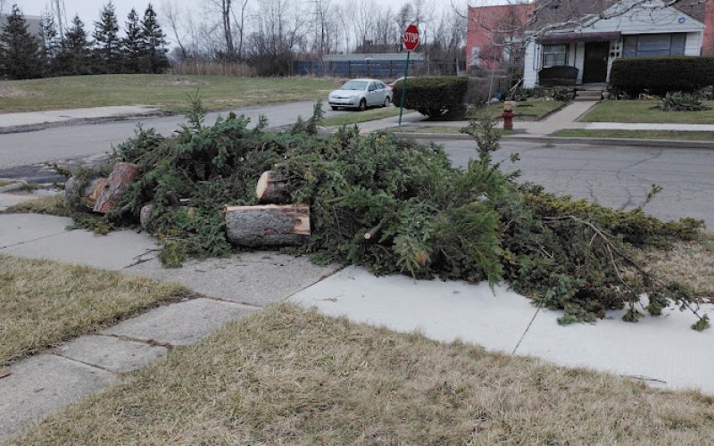 Da' Treeman Tree and Bush Removal (affordable year round tree service)