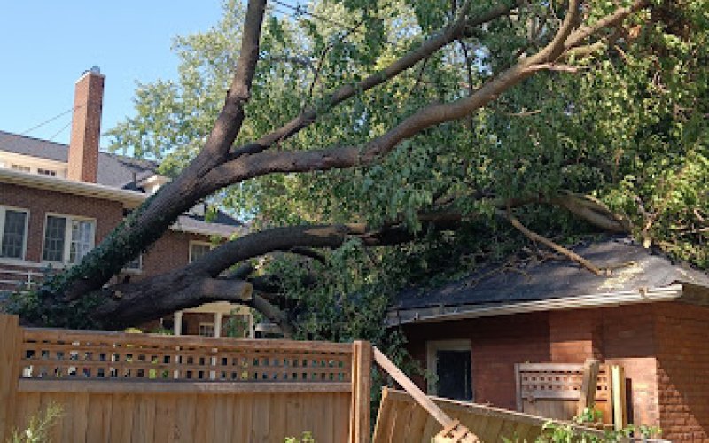Metro Detroit Tree Service.