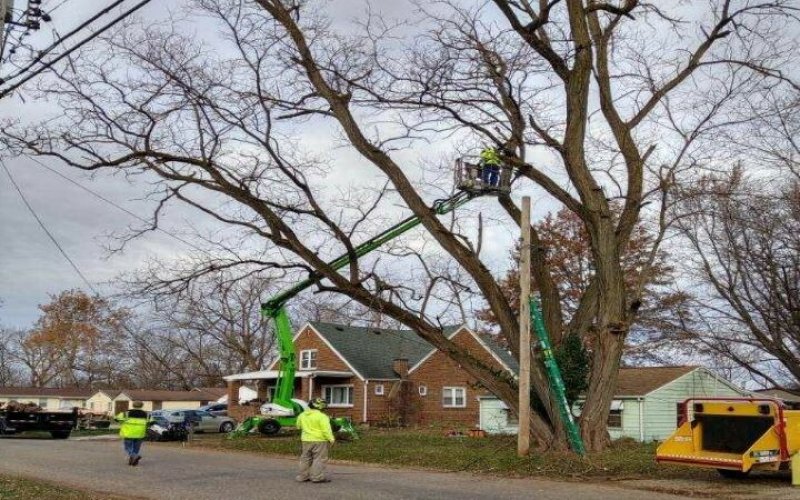 Right Way Tree & Outdoor Services