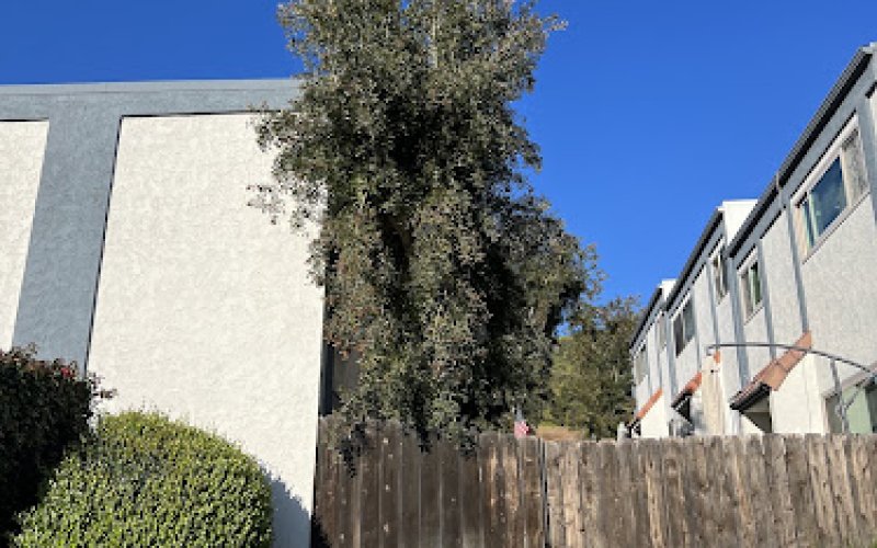 Pedro's Tree Service — Tree service in El Cajon