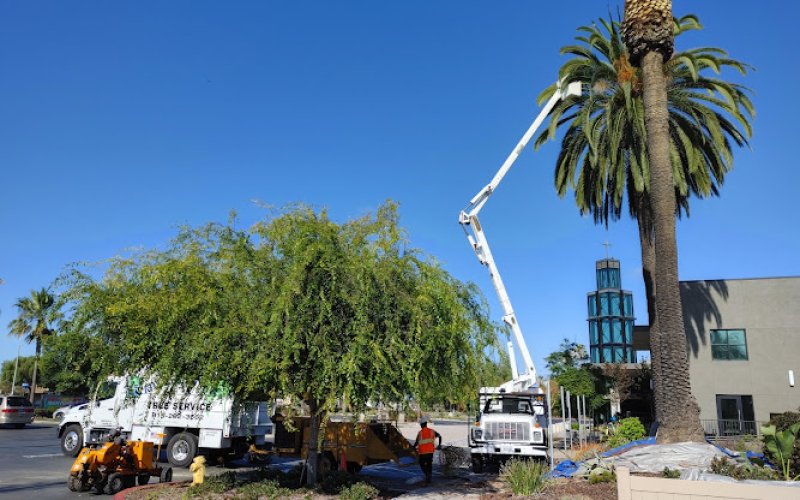 Roy L Schwartz, Arborist and Tree Rescue. — Tree service in El Cajon