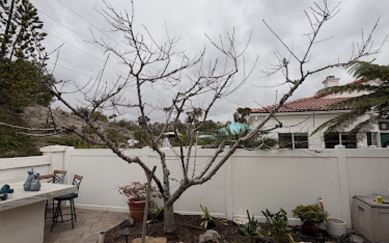 San Diego Fruit Tree Service — Tree service in El Cajon