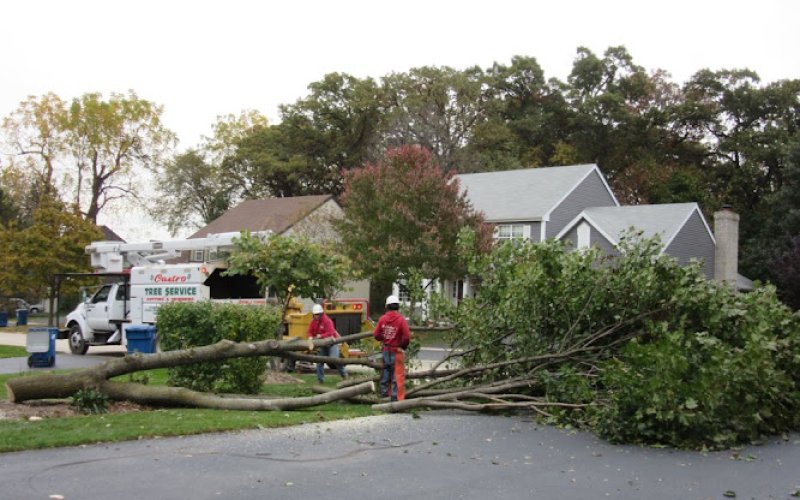 Castro Tree Service & Mancilla Concrete — Tree service in Elgin