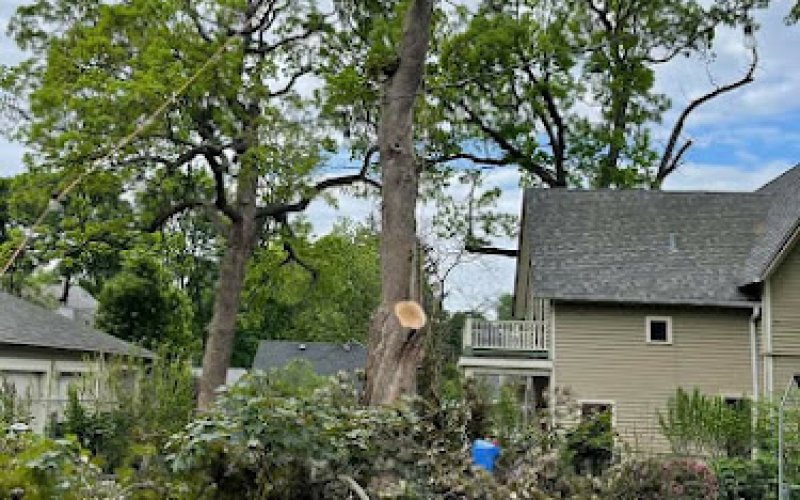 JL Tree Care Professionals LLC — Tree service in Elgin