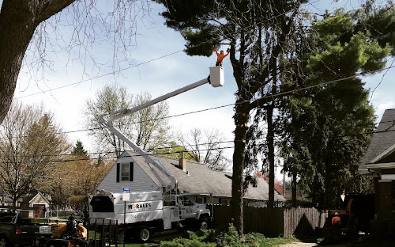 Morales Tree Service — Tree service in Elgin