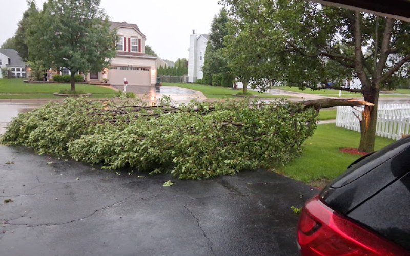 South Elgin Tree Works — Tree service in Elgin