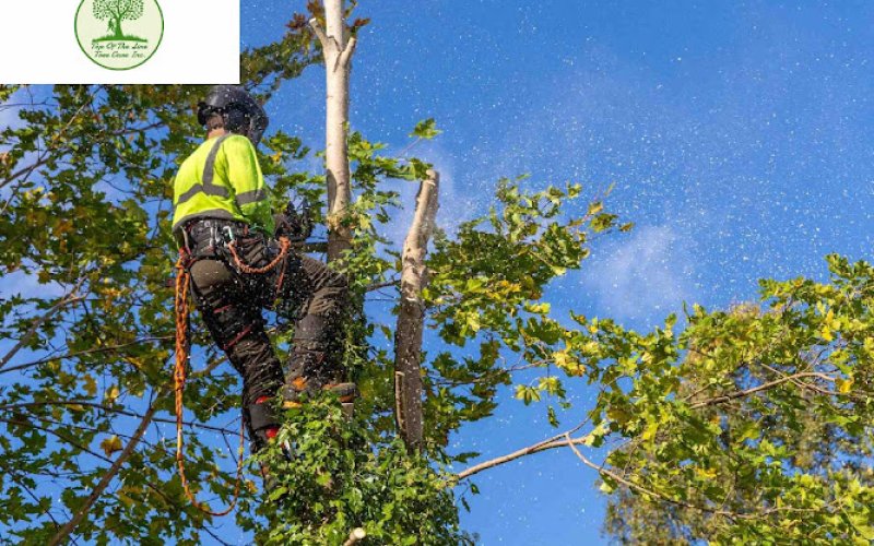 Top Of The Line Tree Care Inc — Tree service in Elgin