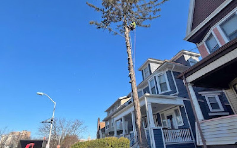 Garcia Tree Services LLC — Tree service in Elizabeth