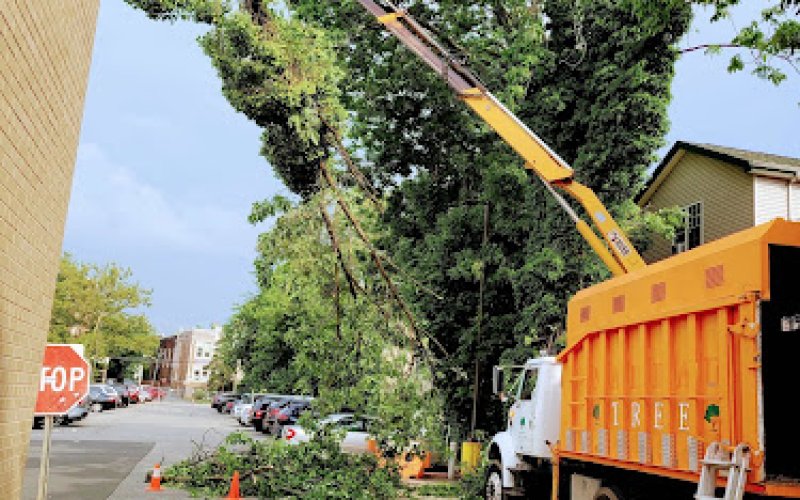 Guerra’s Tree Service LLC — Tree service in Elizabeth