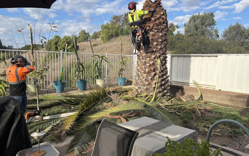 Alonzo’s Tree Service Inc — Tree service in Escondido