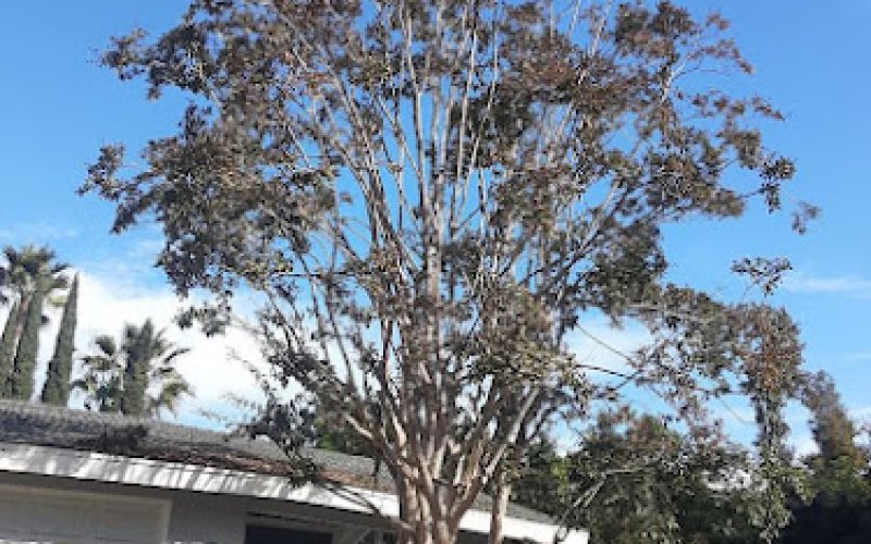 Andy’s Tree Service — Tree service in Escondido