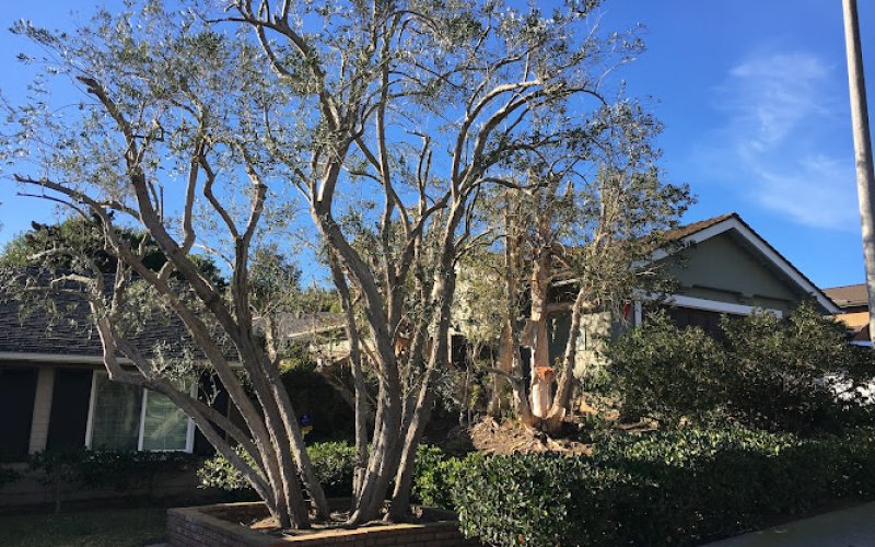 Five Star Tree Care Inc. — Tree service in Escondido