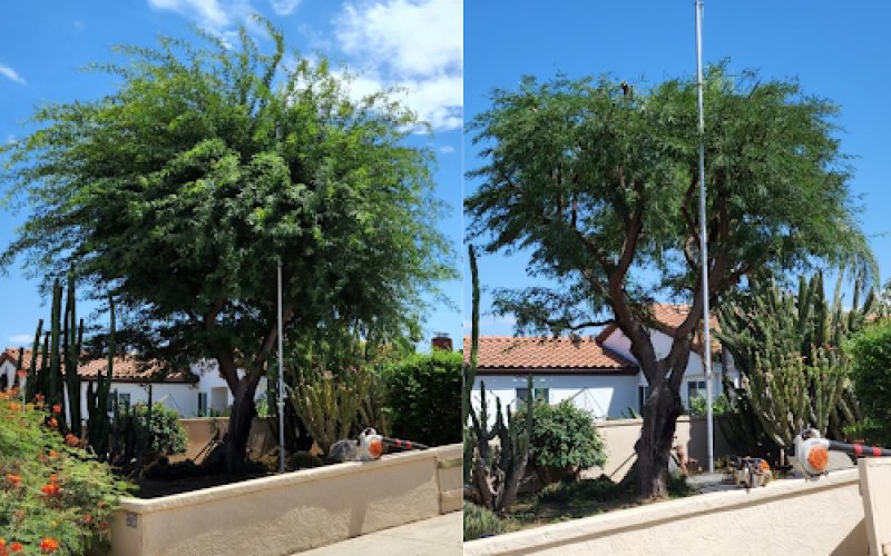 Tree Barber Enterprises, Inc — Tree service in Escondido