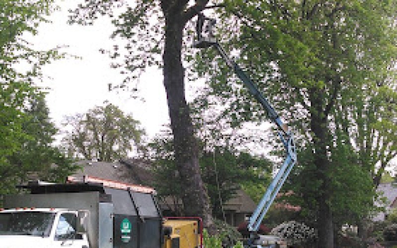 LJ Tree Care LLC