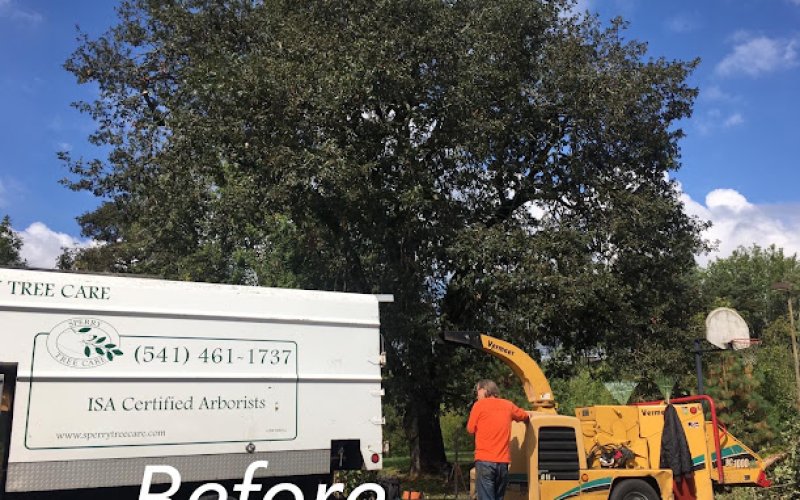 Sperry Tree Care Co