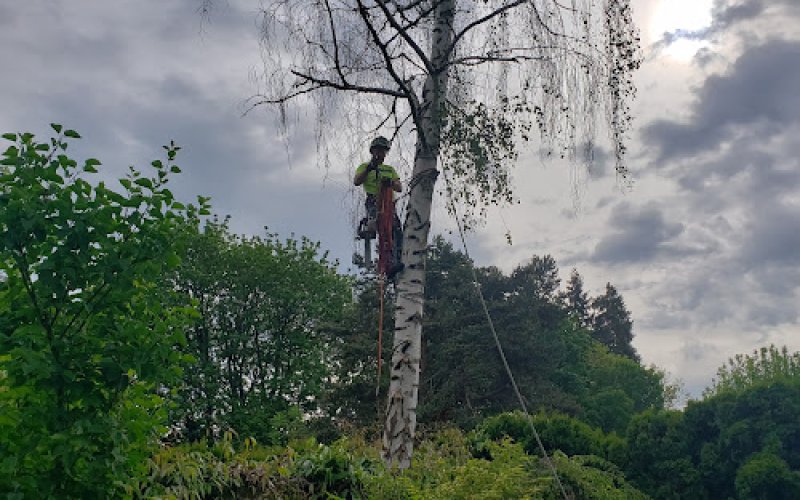 Tim's Tree Removal and Services