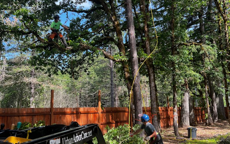 Urban Arbor Care, LLC | Tree Removal & Arborists