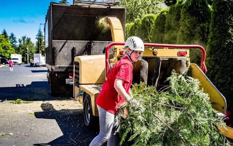 Washington Tree Experts