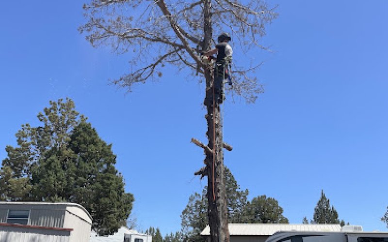 Bigfoot Tree Service LLC