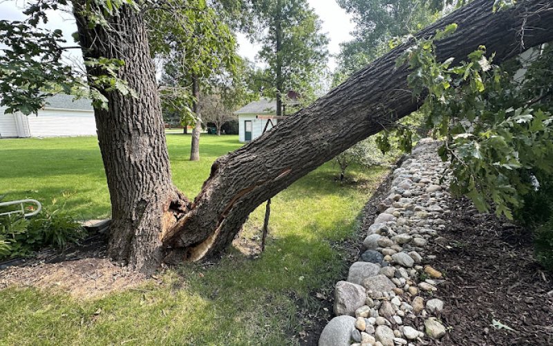 Bears Tree Service