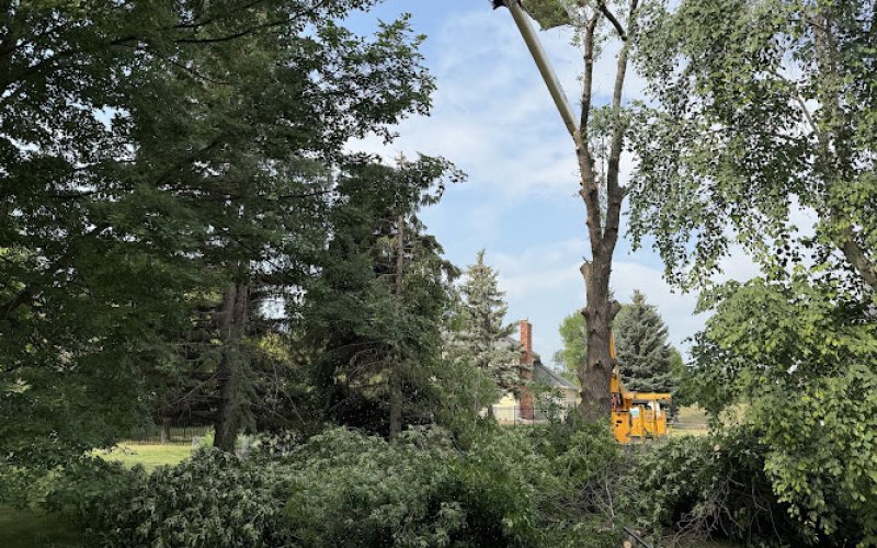 Carr's Tree Service