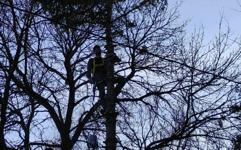 Timberman Tree Service LLC