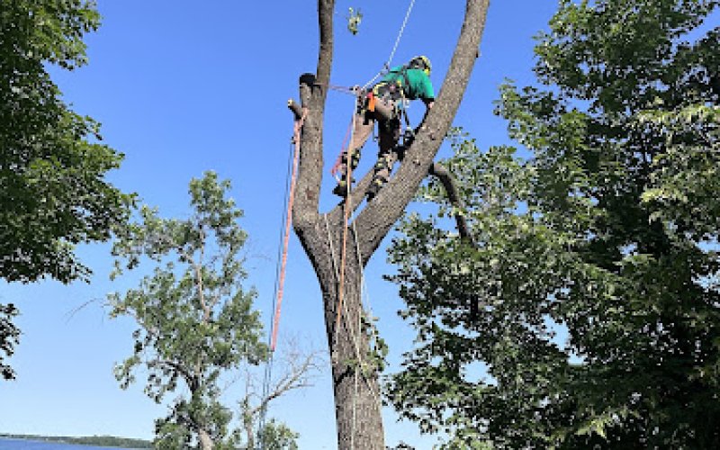 Topline Tree Service