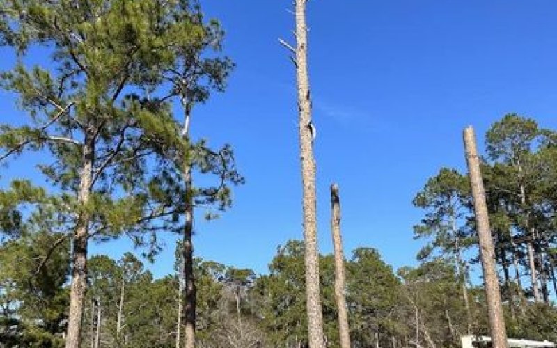 Bragg Tree Service Fayetteville NC