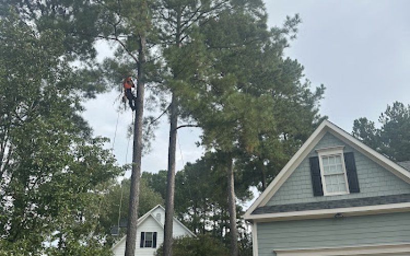 Elite Tree Service