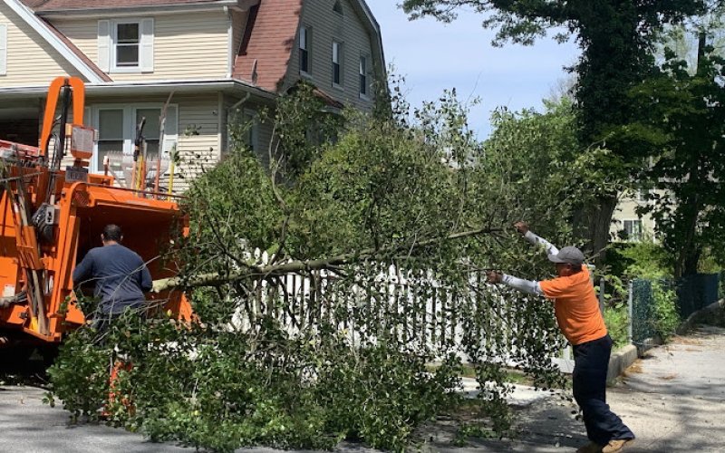 Able Landscaping and Tree Care