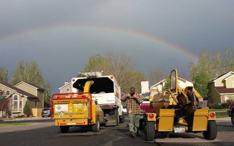 Diamond Tree Company — Tree service in Fort Collins