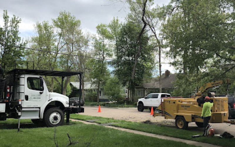 Fort Collins Tree Care Inc. — Tree service in Fort Collins