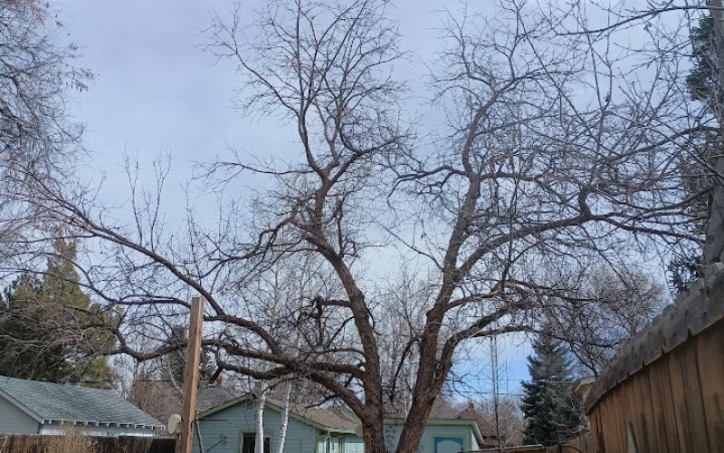 Healthy Little Trees — Arborist service in Fort Collins