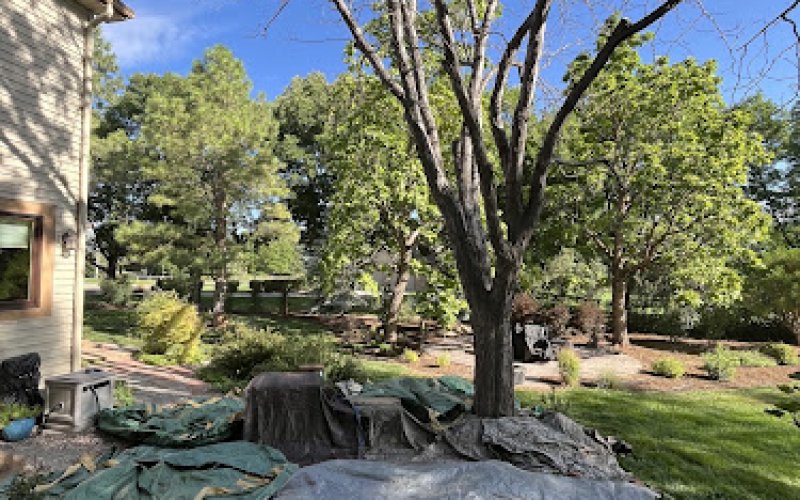 TreeWorks — Tree service in Fort Collins