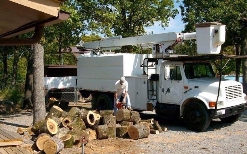 Emilio Martinez Tree Service