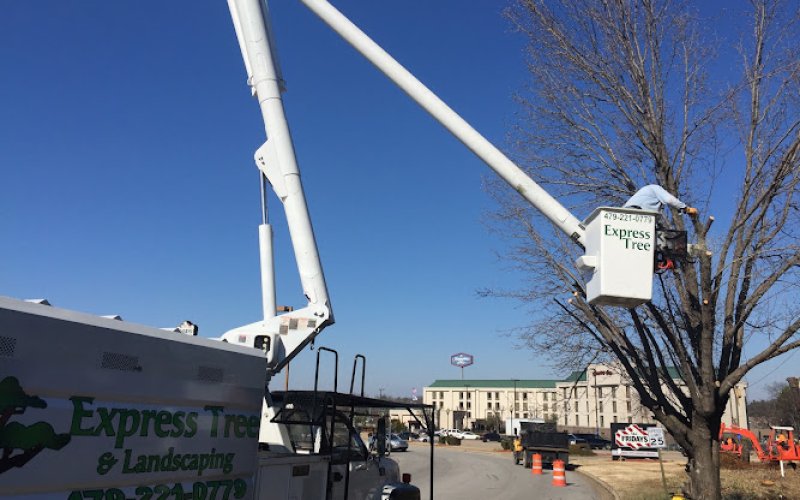 Express Tree & Landscaping Services LLC