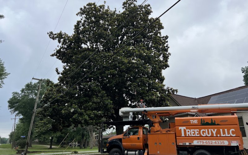 The Tree Guy LLC