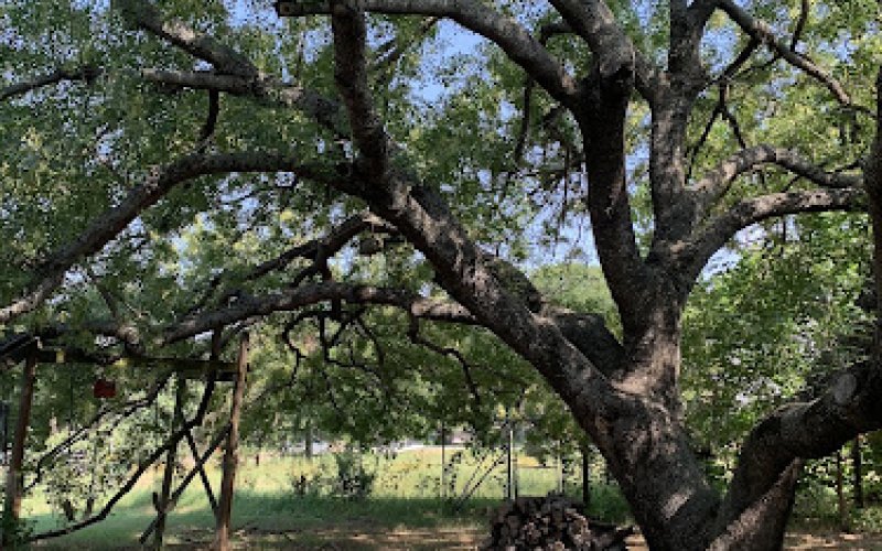 Mission Tree Care — Tree service in Fort Worth