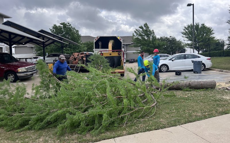 Texas Tree Tops-Tree Services LLC — Tree service in Fort Worth